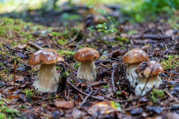 Forest Mushrooms Surrounded by Moss and Pine Needles in a Beautiful Autumn Landscape, Boletus edulis