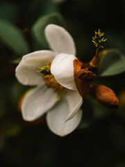 Magnolia flower