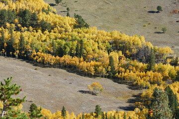 Aspen tree with yellowing leaves in Colorado