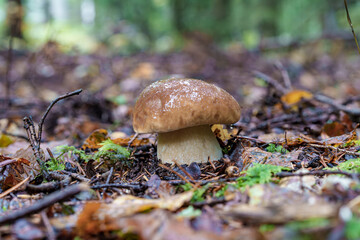 Forest Mushrooms Surrounded by Moss and Pine Needles in a Beautiful Autumn Landscape, Boletus edulis