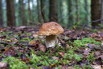 Forest Mushrooms Surrounded by Moss and Pine Needles in a Beautiful Autumn Landscape, Boletus edulis