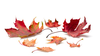 Autumn leaves  on white background. autumn season concept background
