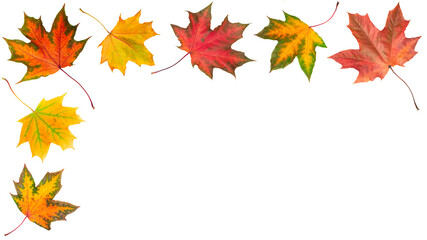 Autumn orange  leaves falling down Isolated on white background, autumn season concept background.
