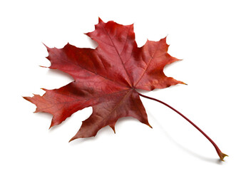 Autumn maple leaf isolated on white background with shadows, clipping path  for isolation without shadows on white