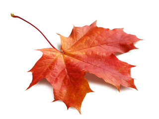 Autumn maple leaf isolated on white background with shadows, clipping path  for isolation without shadows on white.