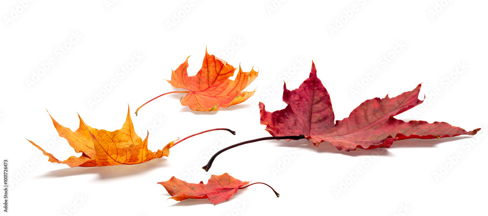 Poster autumn leaves on white background. with shadows, clipping path for isolation without shadows on whit