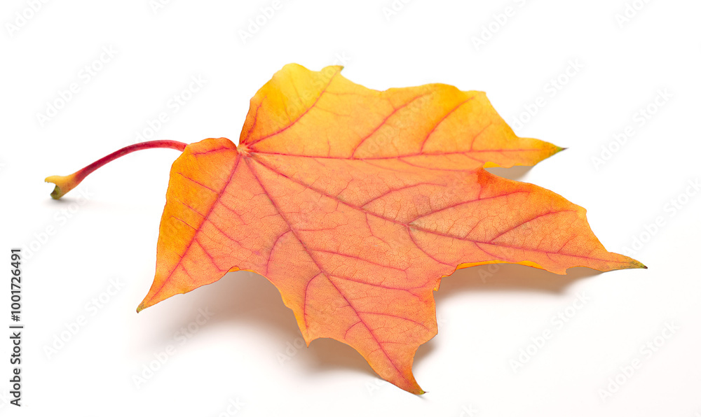 Poster Single autumn maple leaf on white background with shadows, clipping path  for isolation without shadows on white.