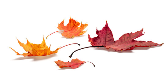 autumn leaves on white background. with shadows, clipping path for isolation without shadows on white^ autumn season concept background