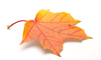 Single autumn maple leaf on white background with shadows, clipping path  for isolation without shadows on white.