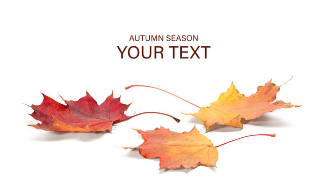 Autumn season concept, maple leaf isolated on white background, autumn season concept background