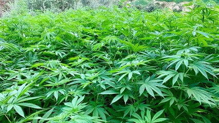 Lush cannabis field with vibrant green plants, showcasing healthy growth in a natural setting. Ideal for topics on agriculture, herbal medicine, and sustainable farming.