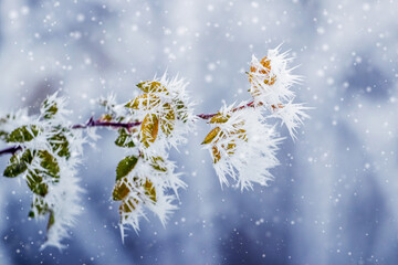 frost covered tree branch with dry leaves in winter on blurred background during heavy snowfall