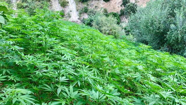 Vibrant green cannabis plants growing on a hillside in a natural outdoor setting, surrounded by lush vegetation, creating a dense field of marijuana in a rural landscape.