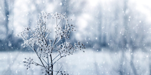 frost-covered branches of wild plants in a meadow in winter during snowfall