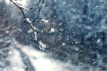 heavy snowfall in the forest, a snowy tree branch on a blurred background