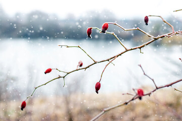 snow and ice covered rosehip branch with red berries near the river during snowfall