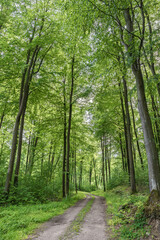 Discover a Serene and Beautiful Forest Pathway Richly Surrounded by Lush Greenery and Nature