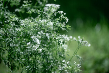 Coriander flower blooming in the garden. Indian organic dhaniya green plant in summer time.