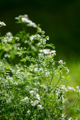Coriander flower blooming in the garden. Indian organic dhaniya green plant in summer time.