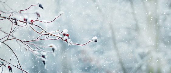 snow covered rosehip bush with red berries in winter during snowfall on blurred background © Iryna