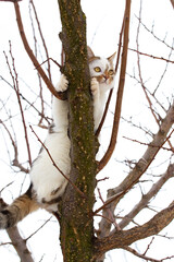 a white spotted cat climbed high on a tree in winter