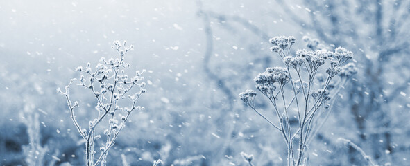 atmospheric winter landscape with snowy wild plants in a meadow during snowfall
