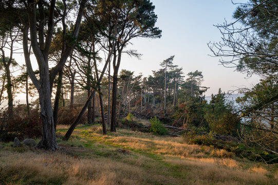 Trees uprooted on a hill in Brittany - France - after storm Ciar&aacute;n - setting sun, end of day.