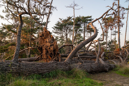 Large uprooted trees lying on the ground and a large pine stump after Storm Ciar&aacute;n - golden hour - Brittany, France, Europe.