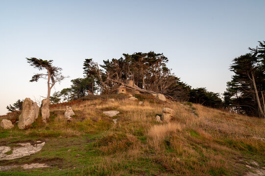 Tree fallen on an old stone customs house (15th century) in Brittany after a storm. Pine trees, granite rocks and grass on a hillside at golden hour.