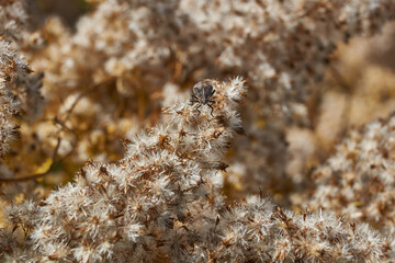 Dry plants in the garden. Canadian goldenrod (lat. Solidago canadensis) is a perennial herb; a species of the genus Goldenrod of the family Asteraceae, or Compositae (Asteraceae).