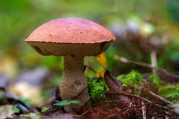 Podosinovik mushroom in its natural environment in the forest after rain