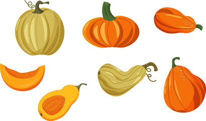 Pumpkins of different varieties and sizes. Set of pictures. Half a piece of pumpkin. Ripe vegetables. Cozy autumn. Good harvest. Vector illustration
