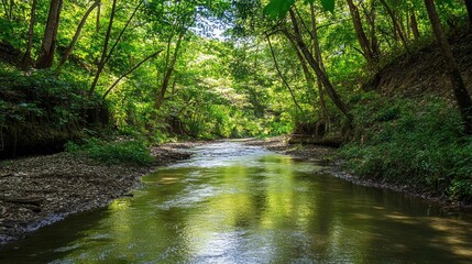 Obraz premium A winding creek flows through a lush green forest, with sunlight filtering through the trees, casting dappled shadows on the water.