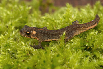 Closeup on a juvenile of the northern banded newt, Ommatotriton ophryticus, sitting on green moss
