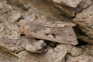Closeup on the European Hebrew Character owlet moth, Orthosia gothica sitting on wood