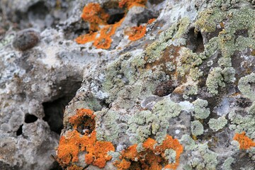 colorful lichens and plants on the rocks
