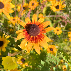Obraz premium Orange and red Black-eyed Susan flower