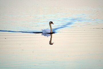 Schwan