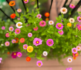 Colorful summer flower blossoms 