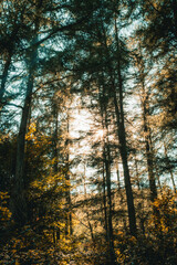 Obraz premium light in the forrest