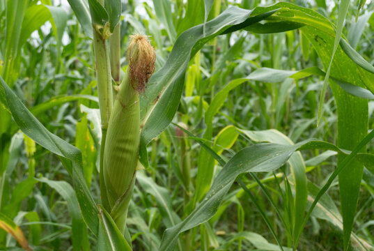Campo de ma&iacute;z, elotes