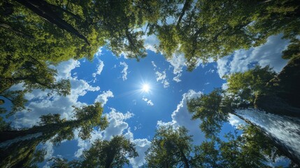 Fototapeta premium Looking up through a canopy of trees at a bright, sunny blue sky with puffy white clouds.