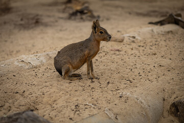 Patagonian mara sitting on sandy ground in natural habitat on a cloudy day. Concept of wildlife photography, South American fauna, and desert animal species observation