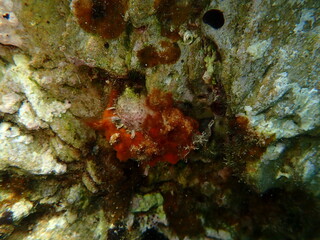 Bivalve mollusc Thorny oyster (Spondylus gaederopus) undersea, Aegean Sea, Greece, Skiathos island, Vasilias beach