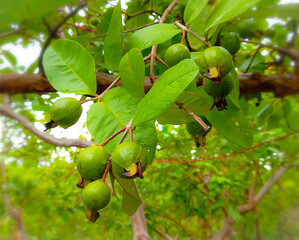A close-up picture of green guava fruit growing on the farm.