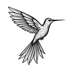 Obraz premium Hummingbird Drawing Vector 