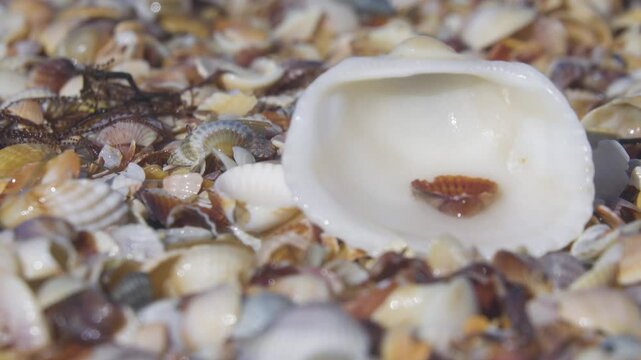 The wet beauty of seashells. Mythology sees them as a tender feminine place