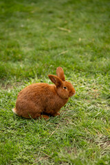 Cute brown rabbit sitting on green grass in the park on a sunny day. Concept of wildlife, nature, and adorable animal portrait photography