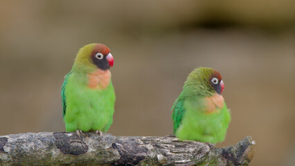 couple d'inséparable 