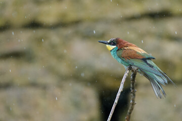 gu&ecirc;pier sous la pluie
